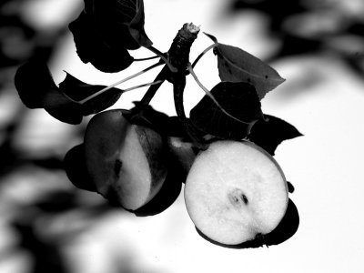 1\2 Pear