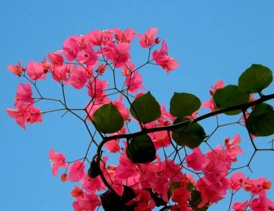 bougainvillea