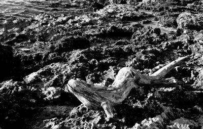 Trunk on the rocks