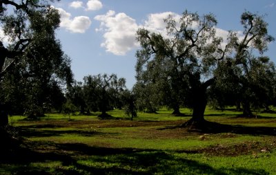 trees of ulivo - Puglia - Italy