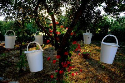 White Buckets