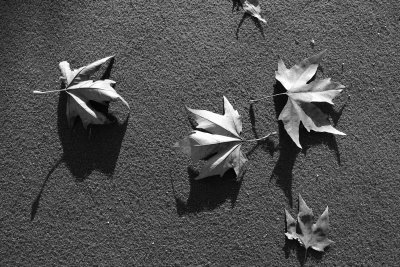 Leaves