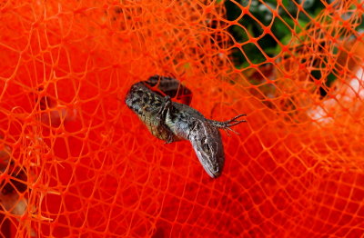 Dead lizard trapped in the net