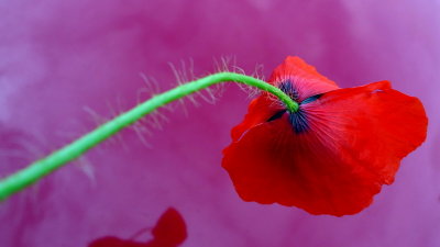 Poppies