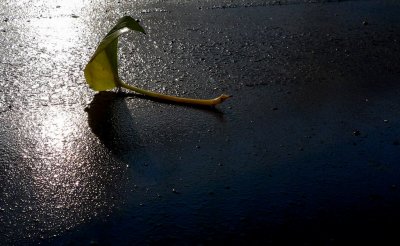 A leaf on the road