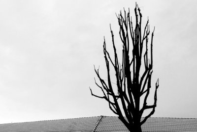 Urbanscape with tree