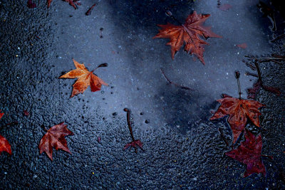 Leaves in the rain
