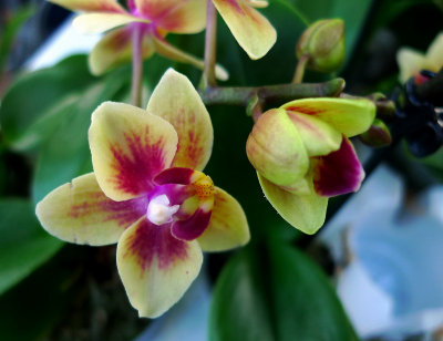 Orchids