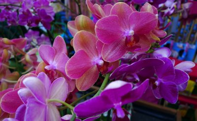 Orchids