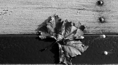 Ice Leaf