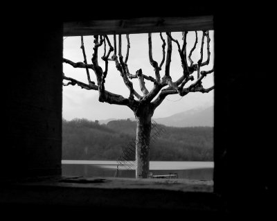 Landscape with tree