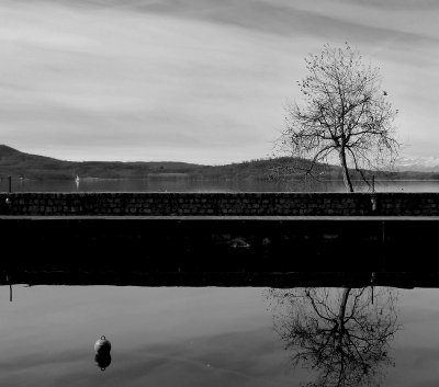 The tree on the lake