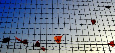 Leaves on the Net