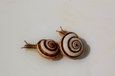 Two snails