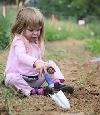 planting eggplants