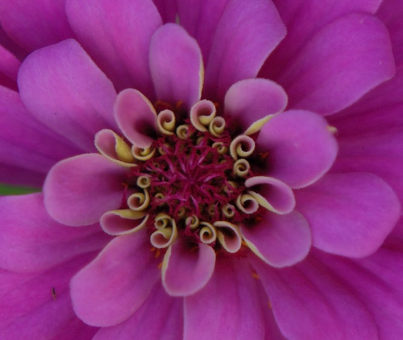July 19 Zinnias starting to bloom