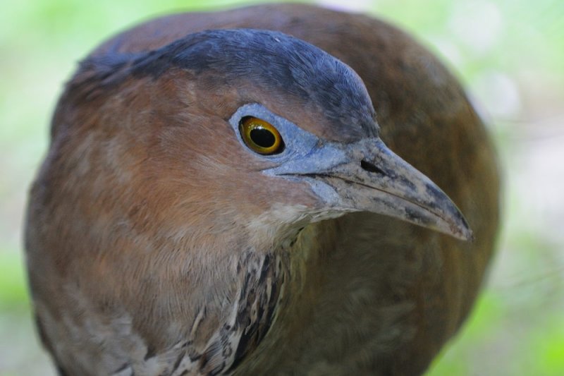 Mar 12 Malayan Night Heron
