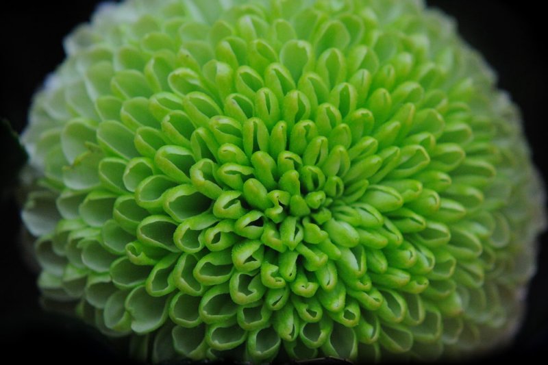Mar 17  ...and a green Chrysanthemum for  St Patricks Day! 