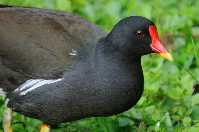 Apr 5  Gallinule