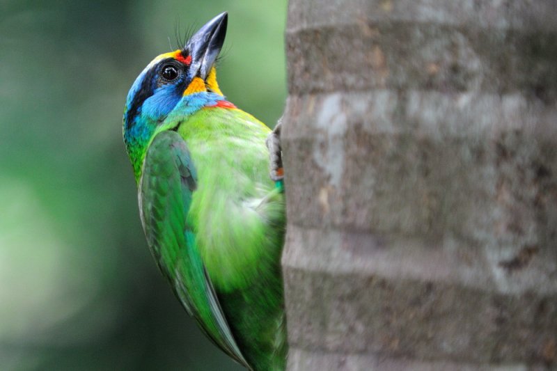 Apr 26  Mullers Barbet 