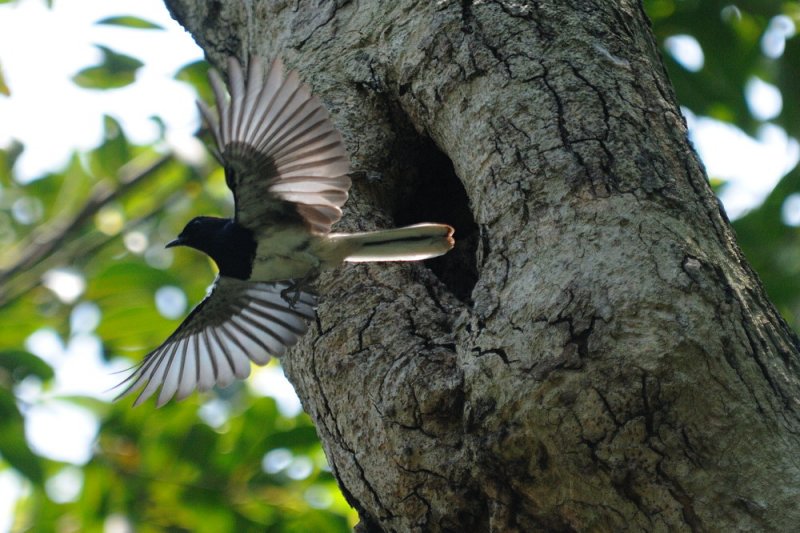 May 19  Leaving the nest