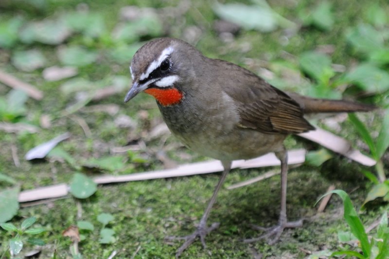 May 25  Siberian Rubythroat