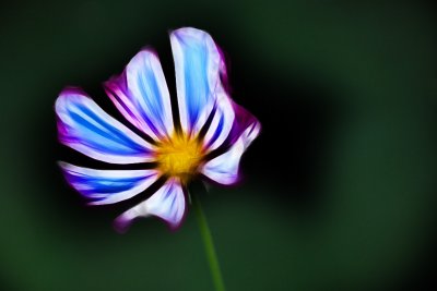 Feb 4  Cosmos fractalius