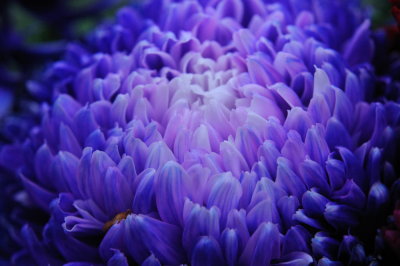 Mar 16 Blue Chrysanthemum
