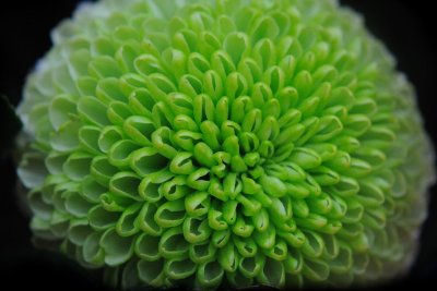 Mar 17  ...and a green Chrysanthemum for  St Patrick's Day! 