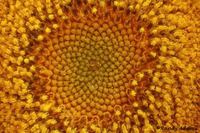 sunflower macro d1217.jpg