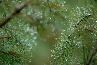 Oct 25   RAIN!!!!!!!