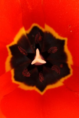 Apr 11  and yet another Tulip....
