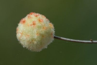 Apr 22  Wool Sower Gall