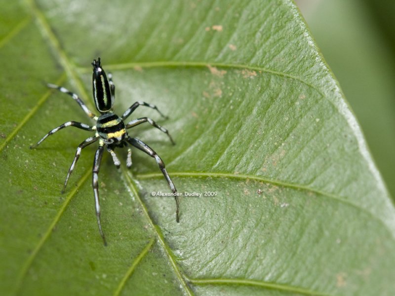 Jumping Spider, Salticidae