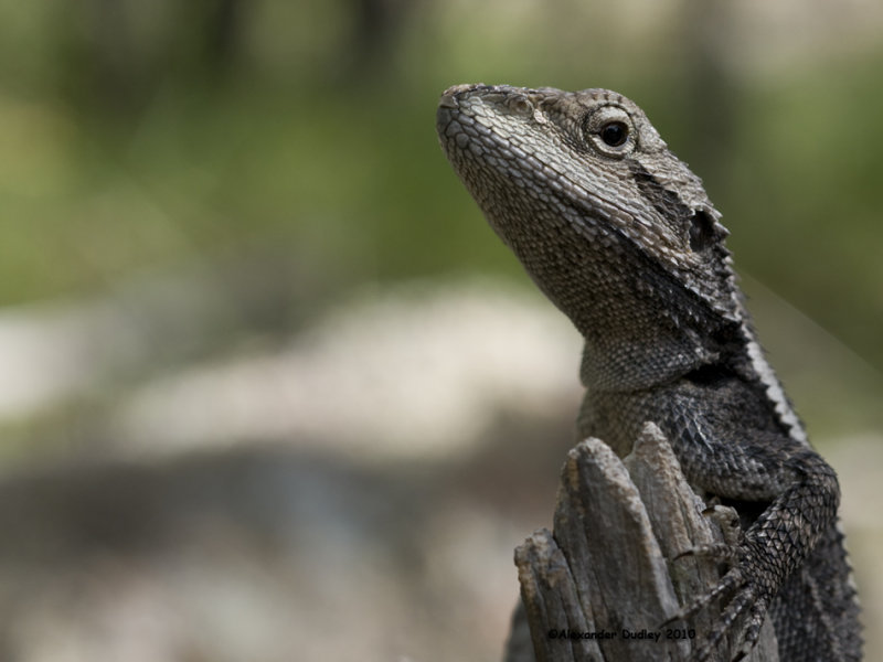 Jacky Lizard, Amphibolurus muricatus