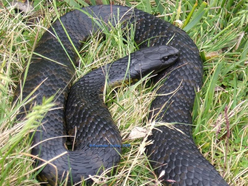 Tasmanian Tiger Snake (Notechis scutatus)