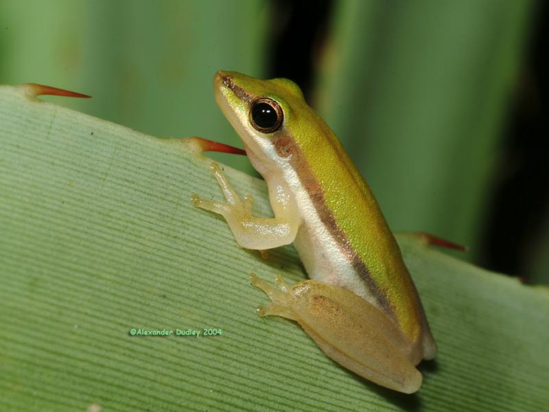 Dwarf Tree Frog, Carichyla bicolor