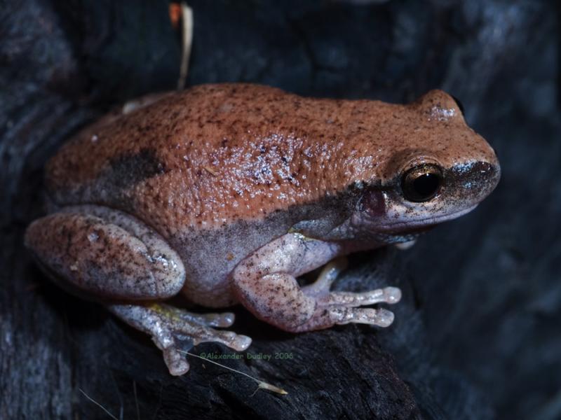 Desert tree Frog, Colleeneremia rubella