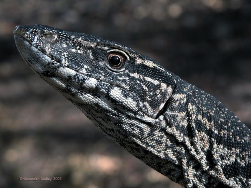 Heath Monitor, Varanus rosenbergi kuringai