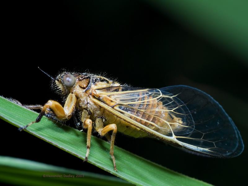 A very small cicada, Cicadetta sp.