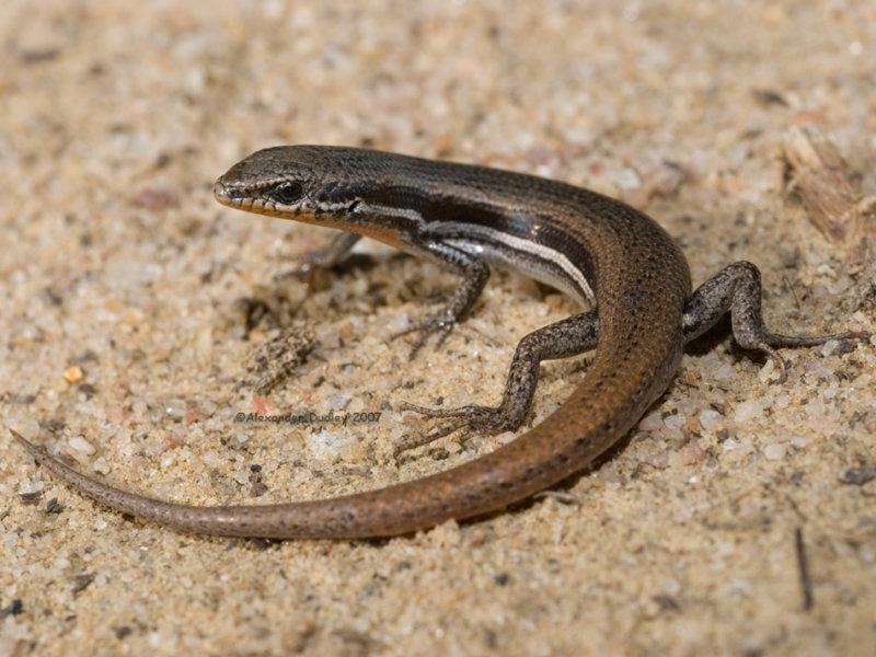 Morethia boulengeri