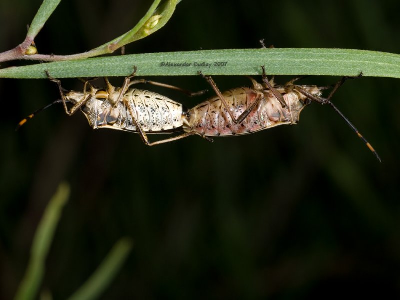 Mating bugs