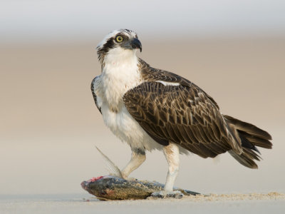 Osprey