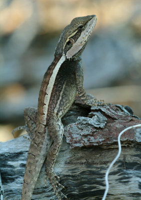 Male Tata Lophognathus gilberti