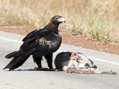 Wedge-tailed Eagle Aquila audax