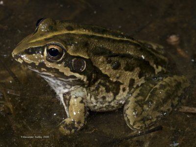 Striped Burrowing Frog Cyclorana alboguttata