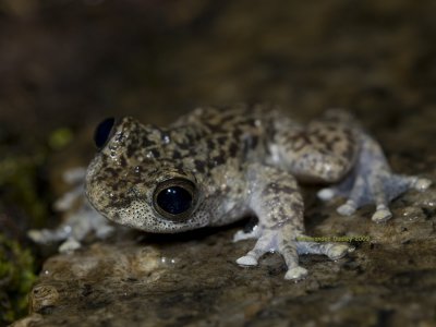 Waterfall frog, Mosleyia nannotis