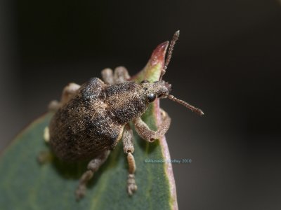 Curculionidae Weevil
