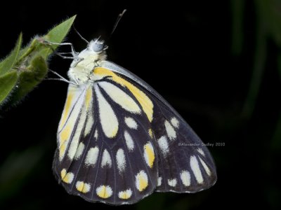 Butterfly9115.jpg