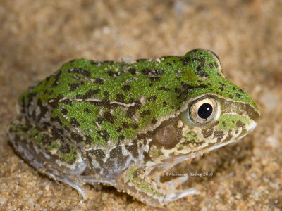 Juvenile Cyclorana novaehollandiae